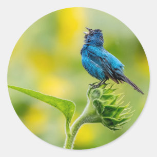 Singing Indigo Bunting Classic Round Sticker