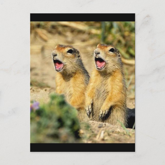 Singing Prairie Dogs Postcard (Front)