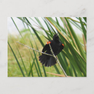 Singing Red-Winged Blackbird Photo Postcard