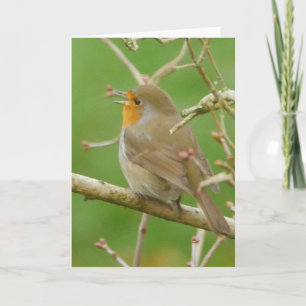 Singing Robin Card