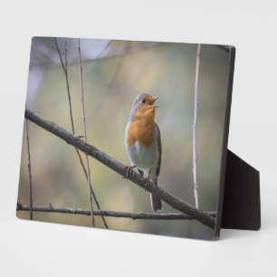 Singing Robin Nature Photo Plaque