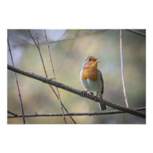 Singing Robin Nature Photo Print