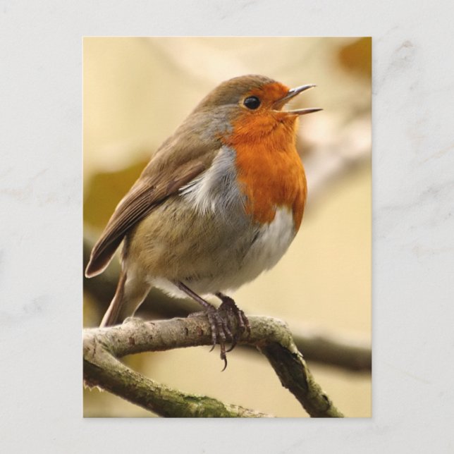 Singing Robin Postcard (Front)