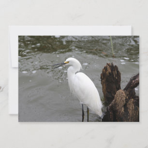 Singing Snowy Egret Card
