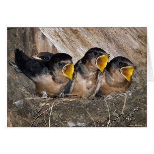Singing Swallow Chicks - Cards