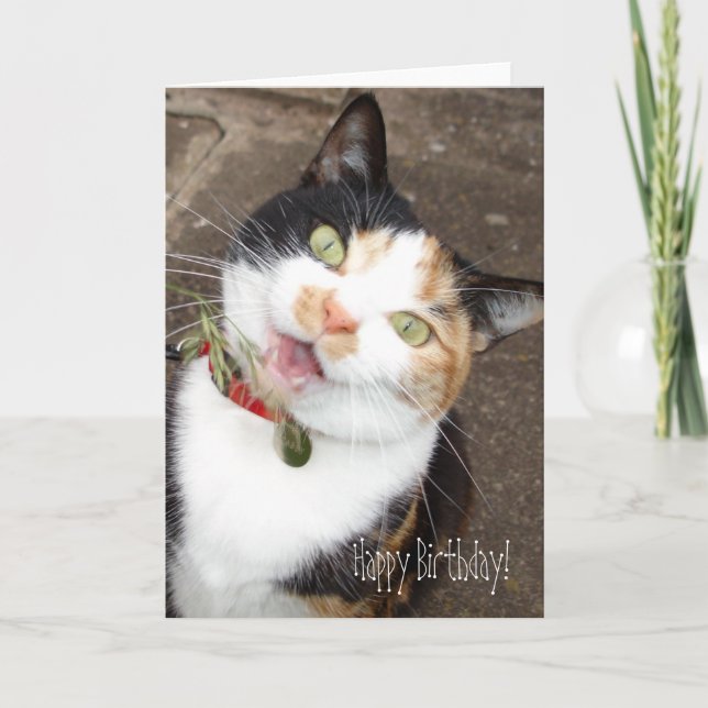 singing tabby, Happy Birthday! Card (Front)