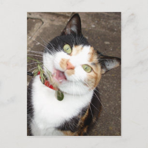 singing tabby postcard