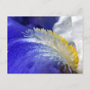 Singing the Blues! Postcard