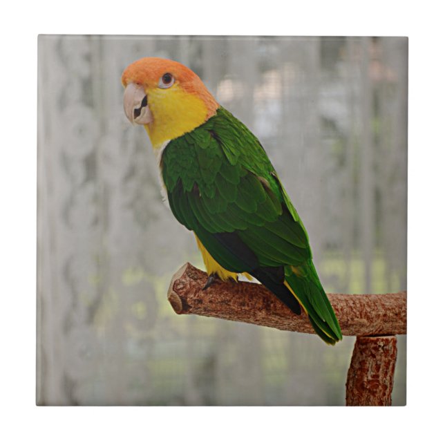 Singing White Bellied Caique Parrot Tile (Front)