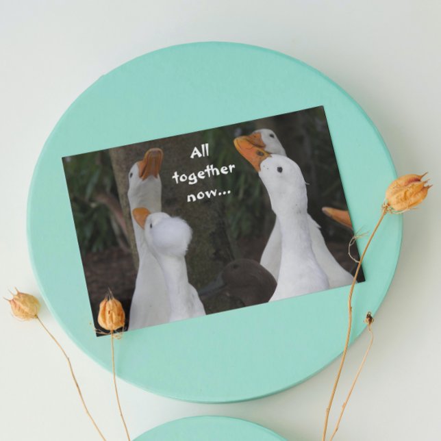 Singing White Ducks Funny Birthday Card (In Situ)