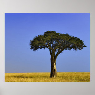 Single Acacia tree on assay plains, Masai Mara Poster