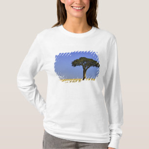 Single Acacia tree on grassy plains, Masai Mara, T-Shirt