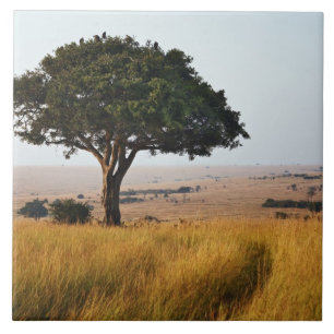 Single acacia tree on grassy plains, Masai Mara, Tile