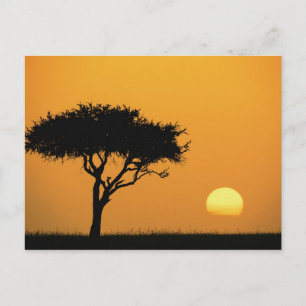 Single Acacia tree silhouetted at sunrise, Masai Postcard