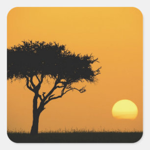 Single Acacia tree silhouetted at sunrise, Masai Square Sticker