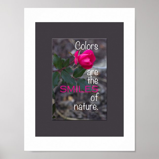 Single Bending Pink Rose Photograph Poster (Front)