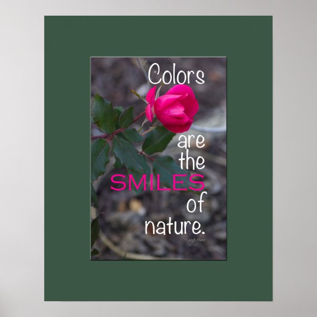 Single Bending Pink Rose Photograph Poster (Front)