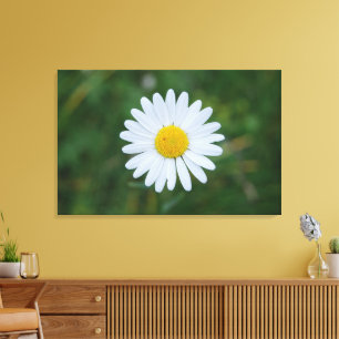 single big daisy bloom canvas print