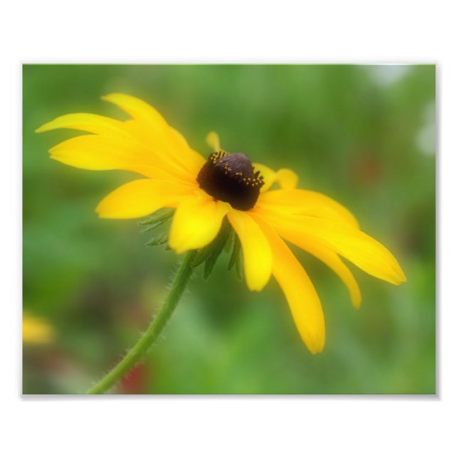 Single Black Eyed Susan Daisy Flower 8x10 Photo Print (Front)