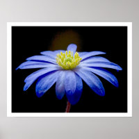 Single Blue Flower against Black