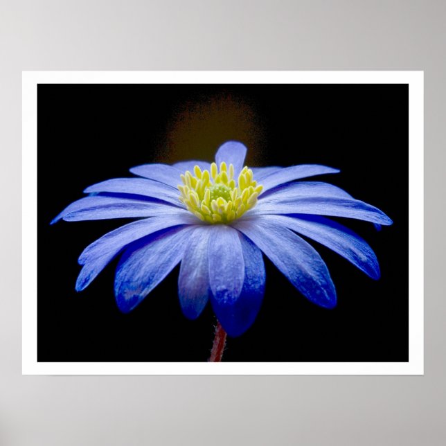 Single Blue Flower against Black Poster (Front)