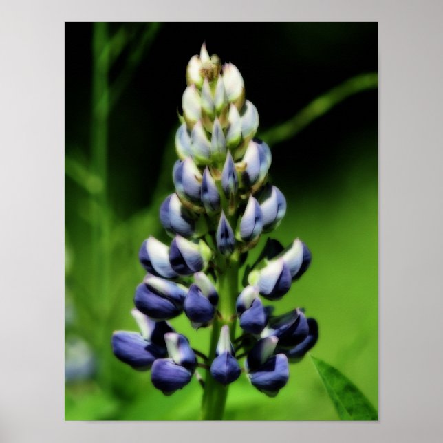 Single Blue Lupine Flower Orton Effect Poster (Front)