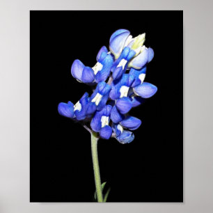 Single Bluebonnet on Black Background Poster