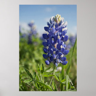 Single Bluebonnet Texas Poster