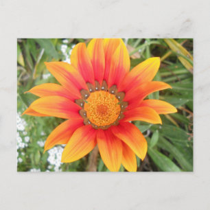 Single Bright Orange Flower Postcard