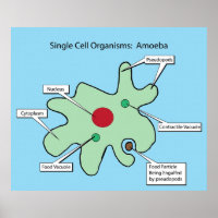 Single Cell Organisms: Amoeba