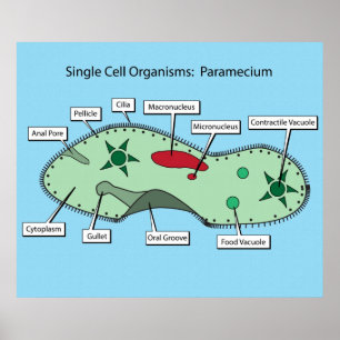 Single Cell Organisms: Paramecium Poster