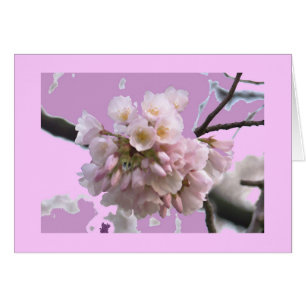 Single Cherry Blossom