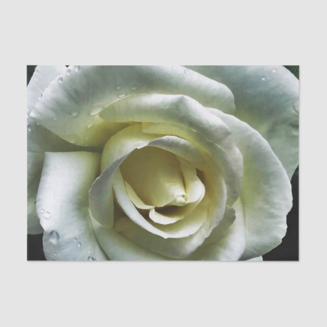 Single Colourful Rose Tissue Paper (Front)