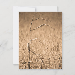 Single Cornstalk in Field Postcard