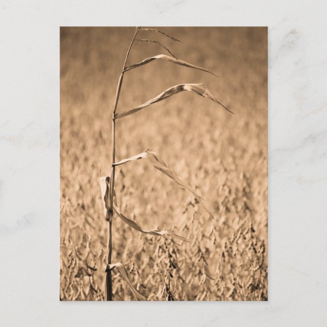 Single Cornstalk in Field  Postcard (Front)