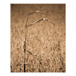 Single Cornstalk in Field  Poster