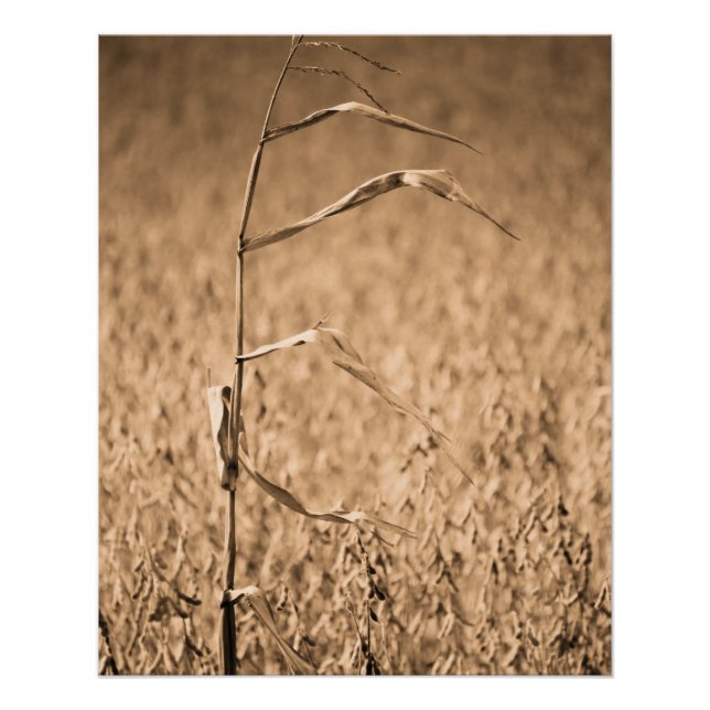 Single Cornstalk in Field  Poster (Front)