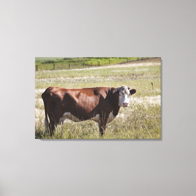 Single Cow In A Field Canvas Print (Front)