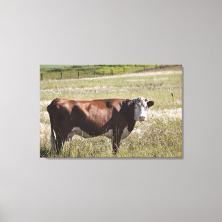 Single Cow In A Field Canvas Print