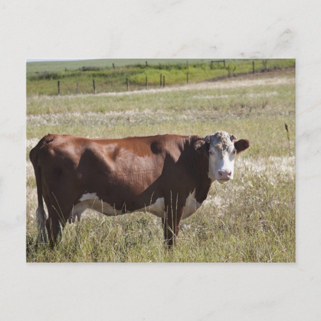 Single Cow In A Field Postcard (Front)
