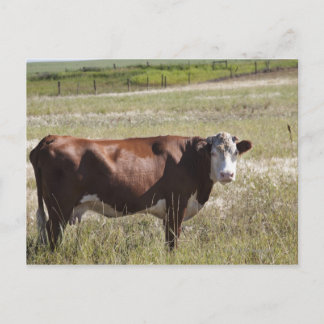 Single Cow In A Field Postcard