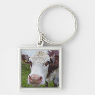 Single cow peerring into camera key ring