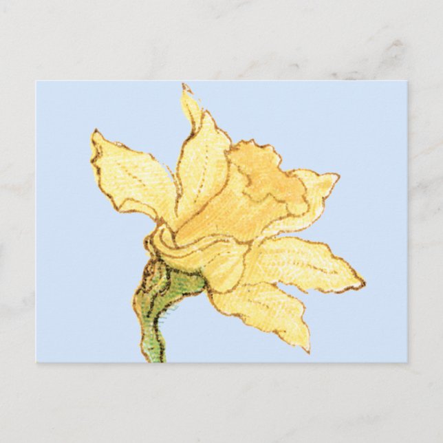 Single Daffodil Illustration by Kate Greenaway Postcard (Front)