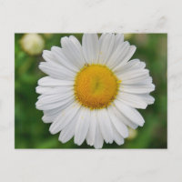 Single Daisy Flower