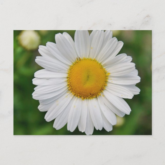 Single Daisy Flower Postcard (Front)