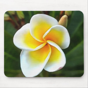 Single Frangipani Blossom Realism Art Mouse Pad