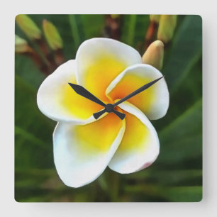 Single Frangipani Blossom Realism Art Square Wall Clock