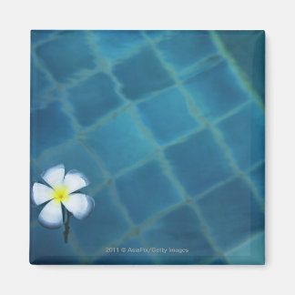 single frangipani flower floating in water magnet