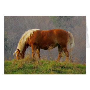 Single Horse Grazing