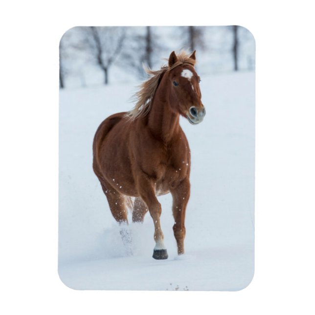 Single Horse Running in Snow Magnet (Vertical)
